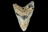 Large, Fossil Megalodon Tooth - North Carolina #108879-1